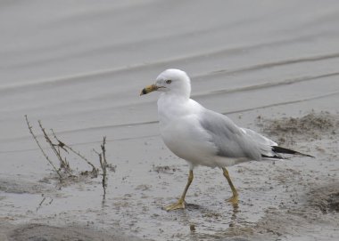 Halka gagalı Martı (larus delawarensis))