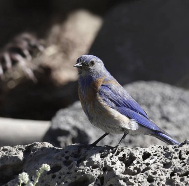 Batı Bluebird (kadın) (sialia mexicana)