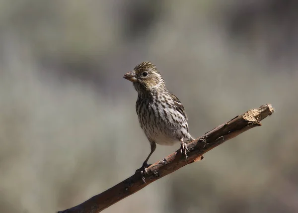 Cassin Finch Nőstény Hemorózus Kasszini — Stock Fotó