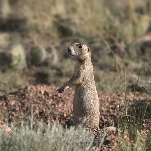 Chien Prairie Cynomys Leucurus — Photo