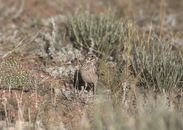 Mccown Longspur Női Rhychophanes Mccownii — Stock Fotó