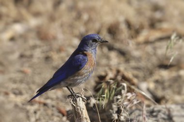 Batı Bluebird (erkek) (sialia mexicana)