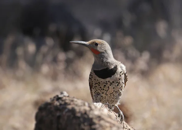 Északi Villogó Vörös Aknás Hím Colaptus Auratus — Stock Fotó