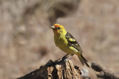 Western Tanager (erkek) (piranga ludoviciana)
