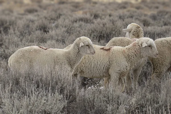 Stado Owiec Rasy Columbia — Zdjęcie stockowe