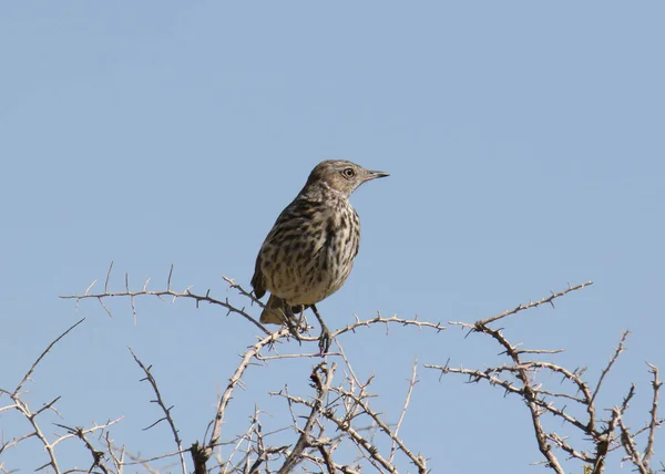 Salvia Thrasher Oreoscoptes Montanus — Foto Stock