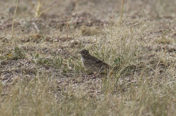 Vesper Gorrión Pooecetes Gramineus — Foto de Stock