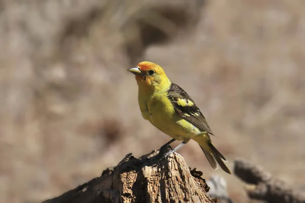 Západní Tanager Muž Piranga Ludoviciana — Stock fotografie