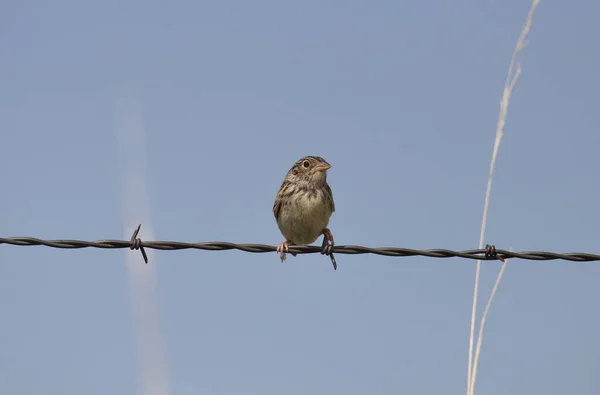 Bruant Sauterelle Ammodramus Savannarum — Photo