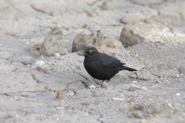 Brewer 's Blackbird (euphagus siyanocephalus)