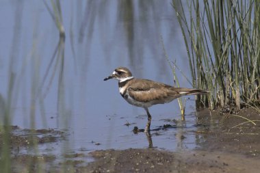 Killdeer (charadrius vociferus) sığ sularda duruyor