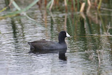 Amerikan Sakarmeke (Fulica americana) 