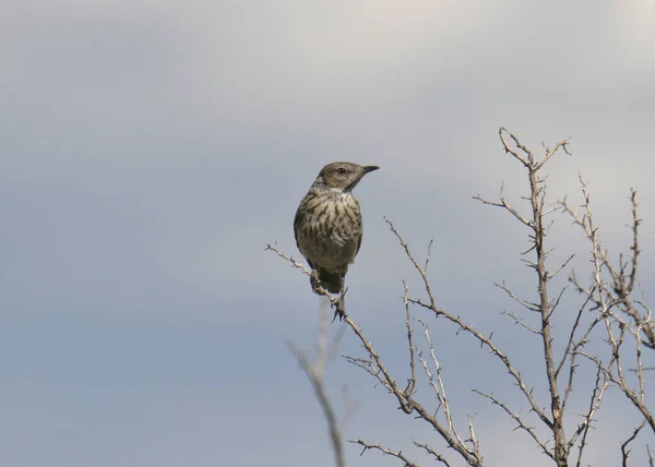 Sage Thrasher Oreoscoptos Montanos — Foto de Stock