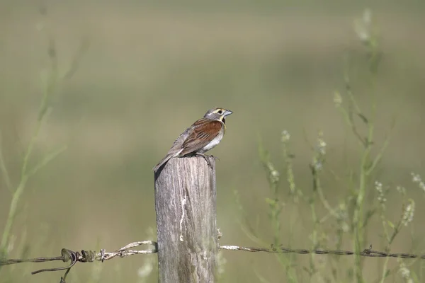 Dickcissel Spiza Americana Appollaiato Palo Recinzione — Foto Stock