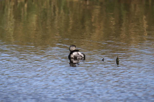 Menos Grebe Taquibapto Dominicus — Fotografia de Stock