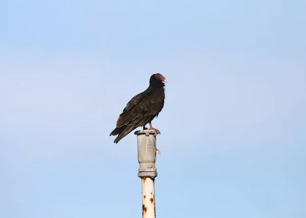 Turquia Abutre Cathartes Aura — Fotografia de Stock