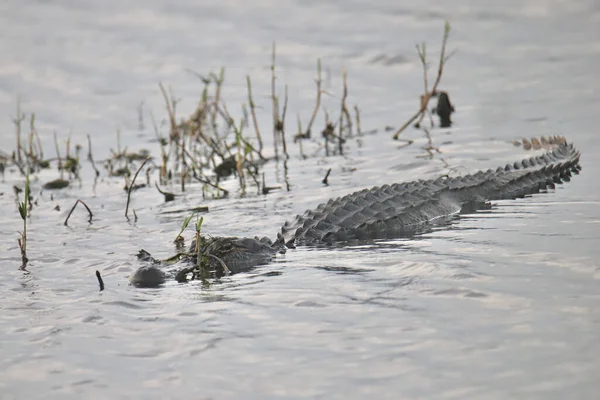 Amerikaanse Alligator Alligator Mississippiensis — Stockfoto