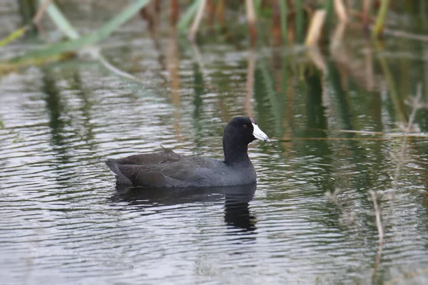 Americký Lyska Fulica Americana — Stock fotografie