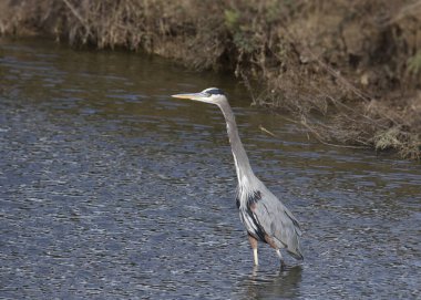 Büyük Mavi Balıkçıl (ardea herodias)