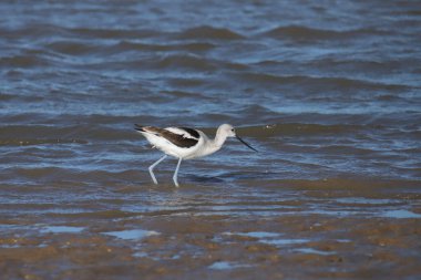 American Avocet (üremeyen) (recurvirostra americana))