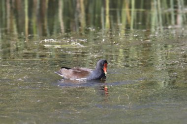 Genel Gallinule (gallinula galeata)
