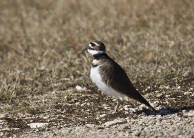 Yerde oturan Killdeer (charadrius vociferus)