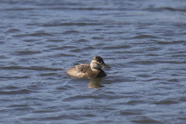 Ruddy Duck Vrouwtje Oxjura Jamaicensis — Stockfoto