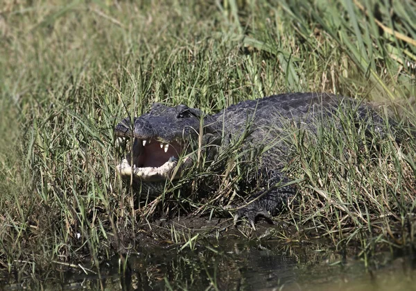 Amerikaanse Alligator Alligator Mississippiensis Met Open Kaak Tanden — Stockfoto