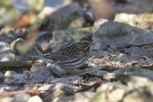 Savannah Sparrow (gelip geçici olarak geçenler)