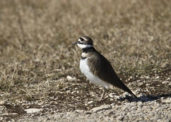 Yerde oturan Killdeer (charadrius vociferus)