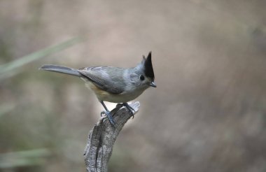 Siyah ibikli Titmouse (baeolophus atricristatus)