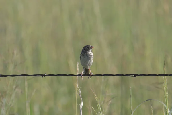 Szöcske Veréb Ammodramus Savannarum — Stock Fotó