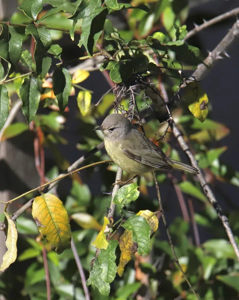 Narancs Koronás Pacsirta Orethlypis Celata — Stock Fotó