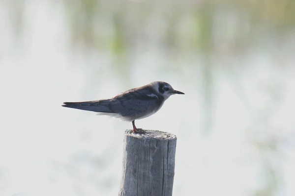 Trauerseeschwalbe Childonias Niger — Stockfoto