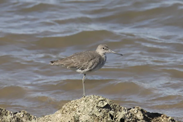 Willet Tringa Semipalmata — 图库照片