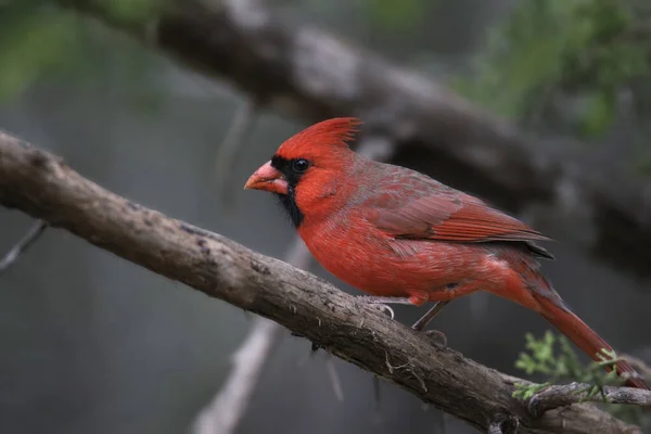 Nordkardinal Hane Cardinalis Cardinalis — Stockfoto