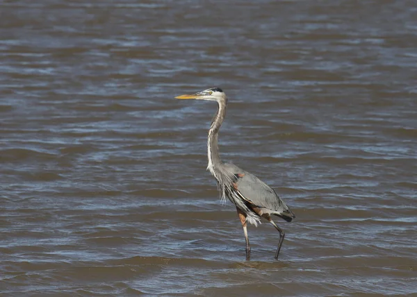 Büyük Mavi Balıkçıl Ardea Herodias — Stok fotoğraf