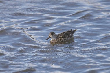 Yeşil kanatlı Teal (dişi) (ananas carolinensis))