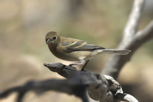 Lazuli Bunting Fena Passerina Amoena — Stock fotografie