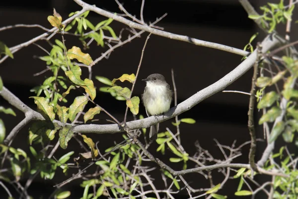 Wschodnia Phoebe Sayornis Phothe — Zdjęcie stockowe