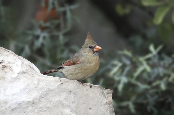 Cardenal Del Norte Hembra Cardinalis Cardinalis — Foto de Stock