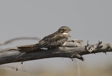 Yaygın Nighthawk (kordeiles minor)