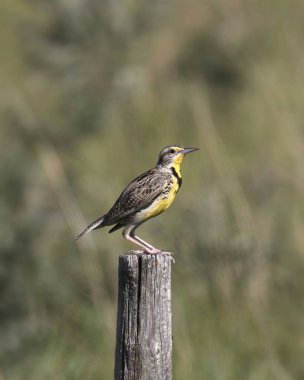 Batı Meadowlark (sayornis phoebe)