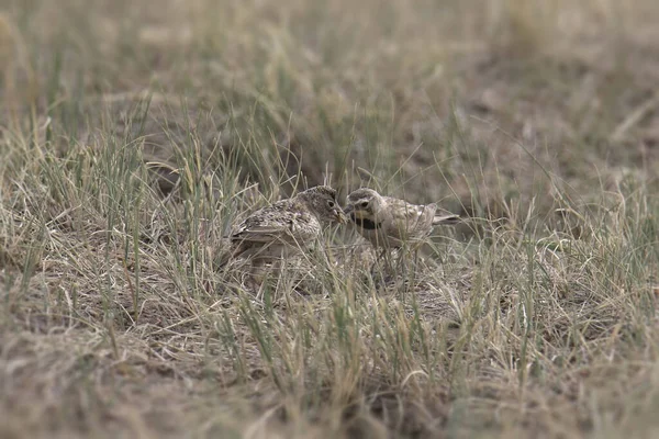 Horned Larks Adult Feeding Juvenile Almost Hidden Some Prairie Grass — Stock Photo, Image