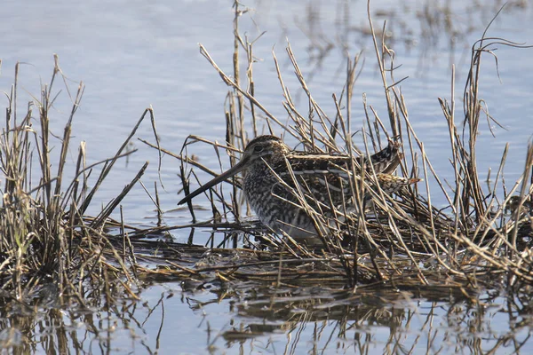 Wilsons Bekassine Gallinago Delicata — Stockfoto