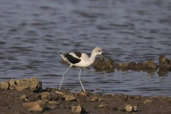 American Avocet Não Reprodutores Recurvirostra Americana — Fotografia de Stock