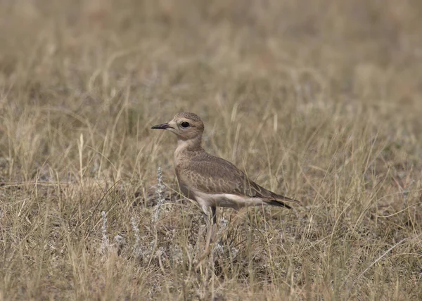 Włócznik Górski Młodociany Charadrius Montanus — Zdjęcie stockowe