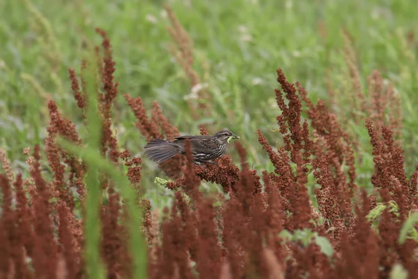 Kırmızı Kanatlı Karatavuk Dişi Agelaius Phoeniceus — Stok fotoğraf