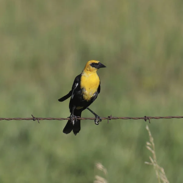 Melro Cabeça Amarela Macho Xanthocephalus Xanthocephalus — Fotografia de Stock