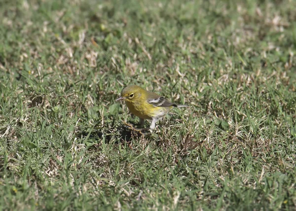 パイン ウォブラー Setophaga Pinus — ストック写真